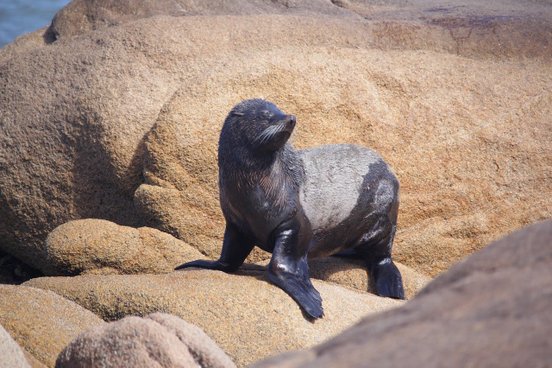 Seelöwe sitzt auf Felsen und blickt nach links
