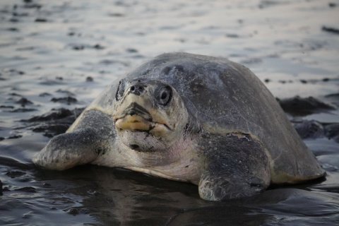 Costa Rica Rundreise 2 Wochen - Schildkröte am Strand