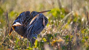 Great Snipe in Litauen, Paramelis