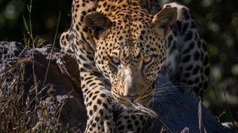 botswana jaguar
