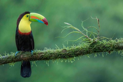 fotoreise costa rica - Tukan