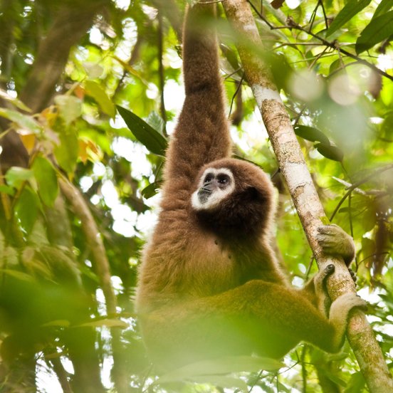 Ein brauner Affe mit weißer Gesichtsmaske hängt in einem Baum