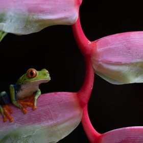 Costa Rica Pfeilgiftfrosch