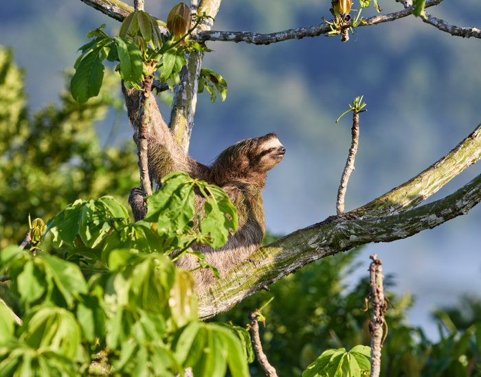 Faultier in einem Baum schaut sich um
