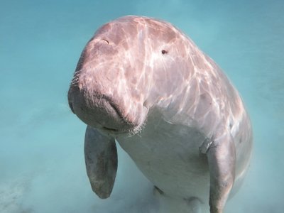 Dugong