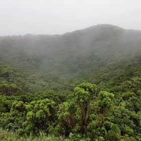 Hochlandpflanzen der Azoren werden langsam von Wolken eingehüllt
