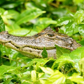 Kleiner Kaiman zwischen Blättern
