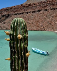 Kakteen vor türkisblauem Wasser und kleinem blauen Boot