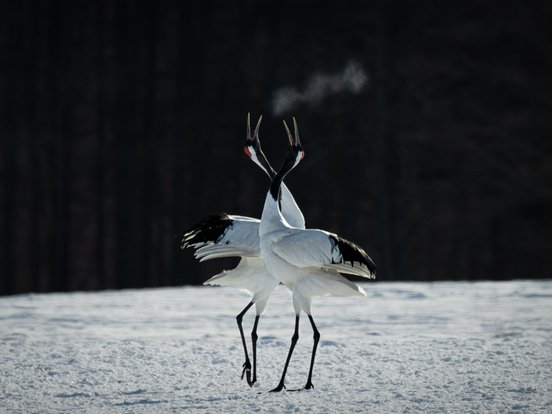 Mandschurenkraniche im Schnee