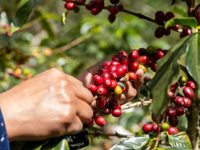 Hand plückt Kaffee - Dominikanische Republik Highlights