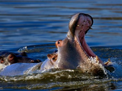 Flusspferd im Wasser mit offenem Maul - Südafrika Highlights