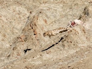 Schneeleopard springt Elster hinterher