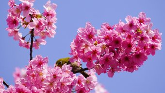 Japanbrillenvogel in pinken Kirschblüten in Tokio