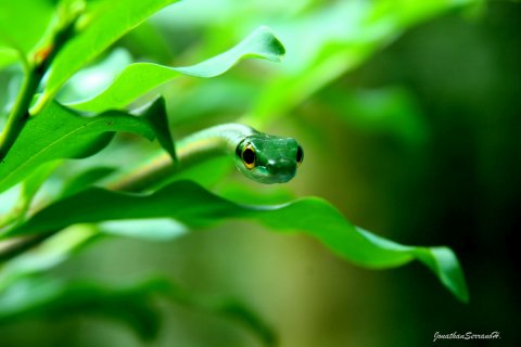 fotoreise costa rica - Schlange