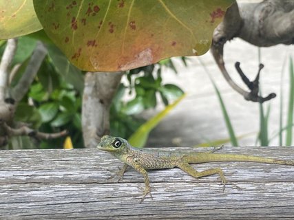 Gecko auf Holz