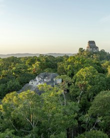 Tikal Maya Stätte im Regenwald