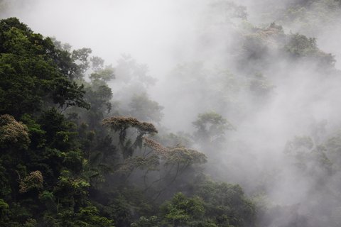 costa rica und panama rundreise - Nebelwald