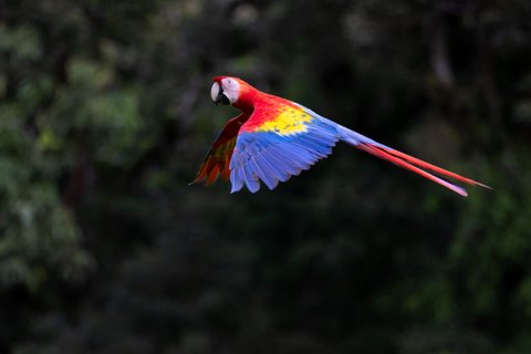 Costa Rica Ara Ambigua