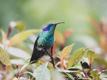 Schillernder Kolibri auf einem Ast