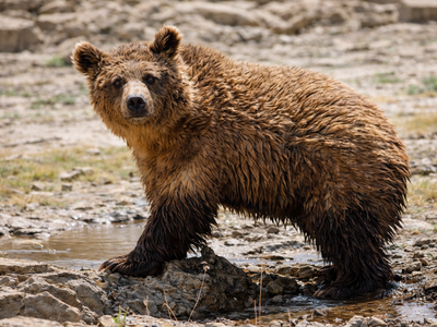 gobi bär
