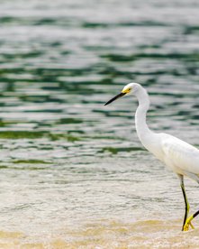 Ein weißer Reiher stolziert durch das flache Meerufer