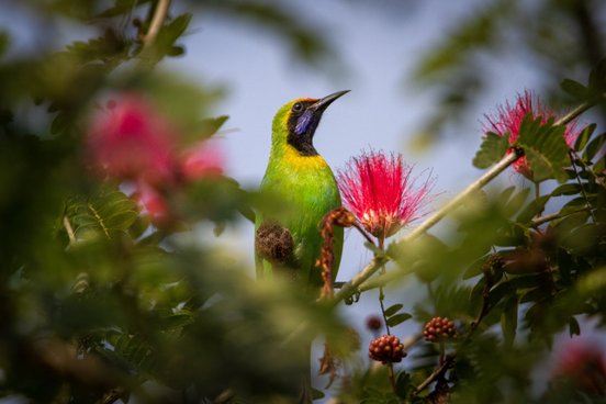 Bunter Vogel neben einer pinken Blüte in Nepal