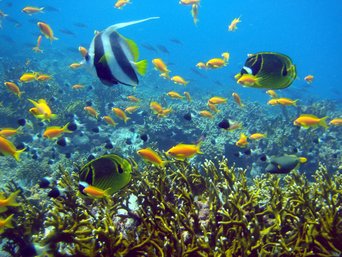 Bunte Fische bei Mafia Island