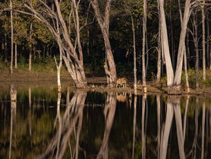 Indien Tiger im Nationalpark