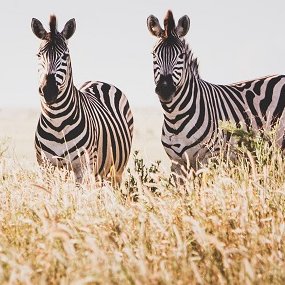 Zebras im hohen Gras