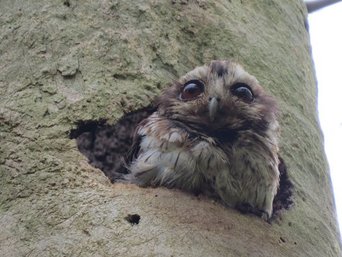 Eine Kubaeule äugt aus ihrem Nistloch im Baum hervor.