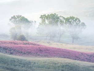 Sanfter Nebel über einem Blumenfeld und drei Bäumen