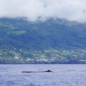Rücken eines Wals vor der Kulisse der Azoren