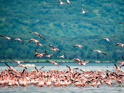 Flamingo Scharm an einem See - Kenia Highlights