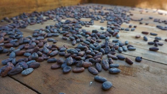 Costa Rica Wanderreise - Kaffeebohnen