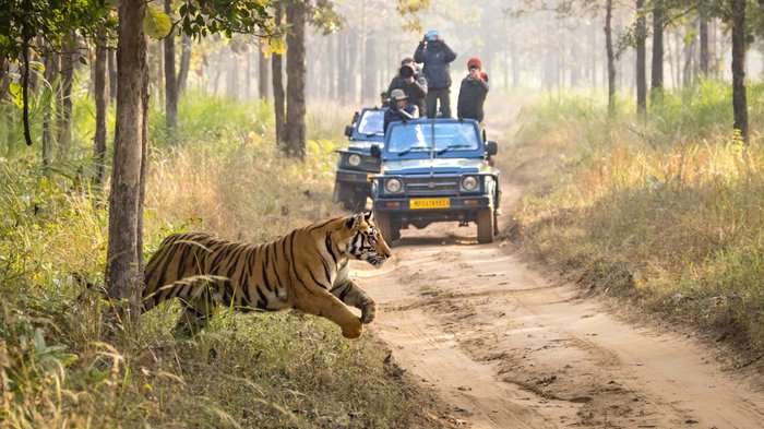 Tiger springt aus dem Grbüsch, um zu jagen