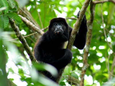 Brüllaffe auf Baum - Belize Highlights