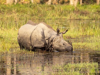 Panzernashorn im See