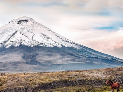 Blick auf den Vulkan Cotopaxi und ein Pferd im Vordergrund