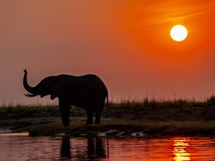 Elefant bei Sonnenuntergang