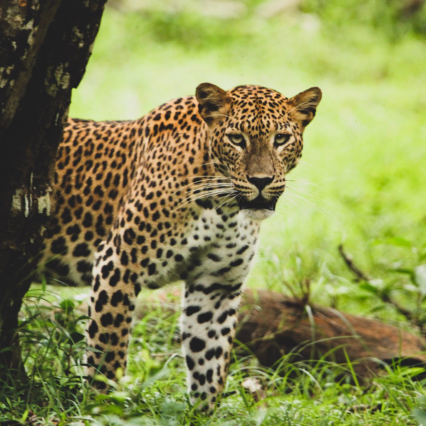 Tiere in Sri Lanka - Ceylon Leopard 