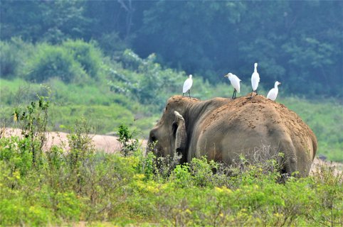 sri lanka elefant