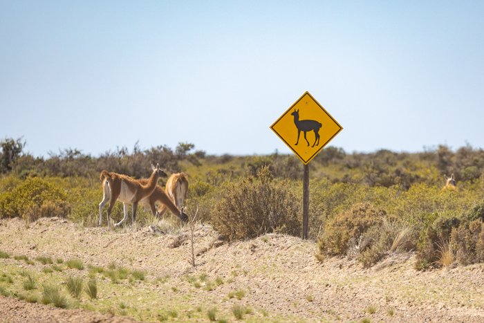Guanakos neben einem Straßenschild, dass vor Guanakos warnt