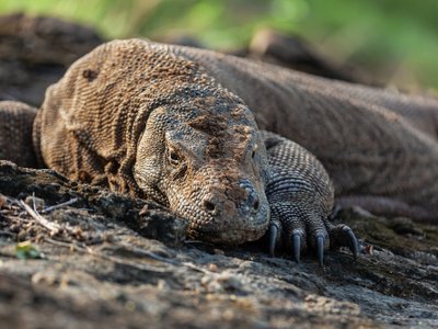 Komodowaran