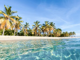 Türkisblaues Meer und Palmen