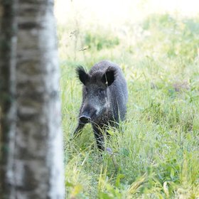 Wildschwein in einer Wiese hinter einem Baum