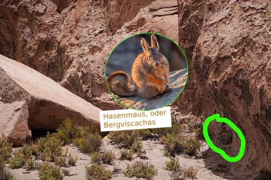 Auflösung Gewinnspiel Mundologia: Hasenmaus - rechts unten im Schatten