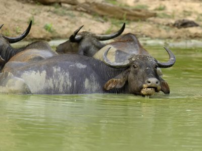 Tiere in Sri Lanka: Wasserbüffel beim Baden