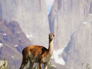 Guanaco vor den Tres Torres im Torres del Paine Nationalpark