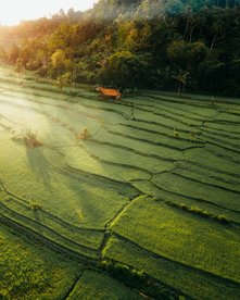 Reisfelder im Sonnenlicht - Indonesien Rundreise