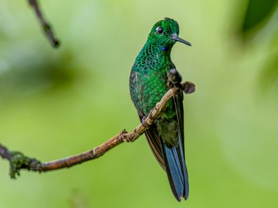 bunter Vogel auf Ast - Panama Highlights